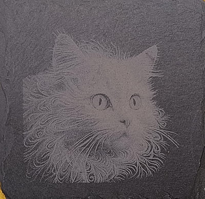 Katze