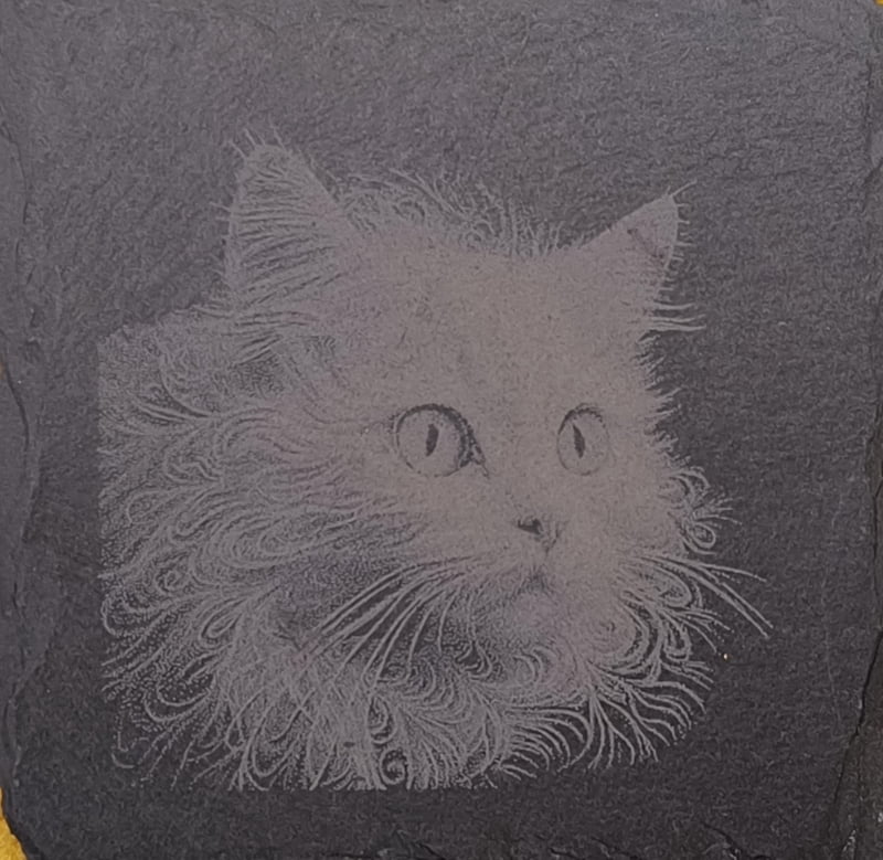 Katze